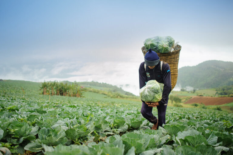 cabbage-field-farmer-e1448976694631-1170x780